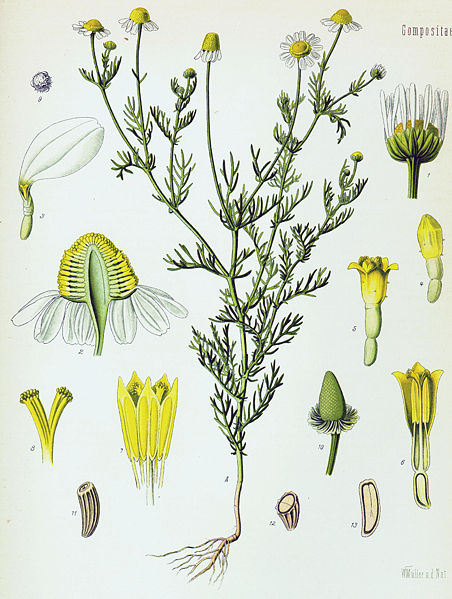 Matricaria chamomilla